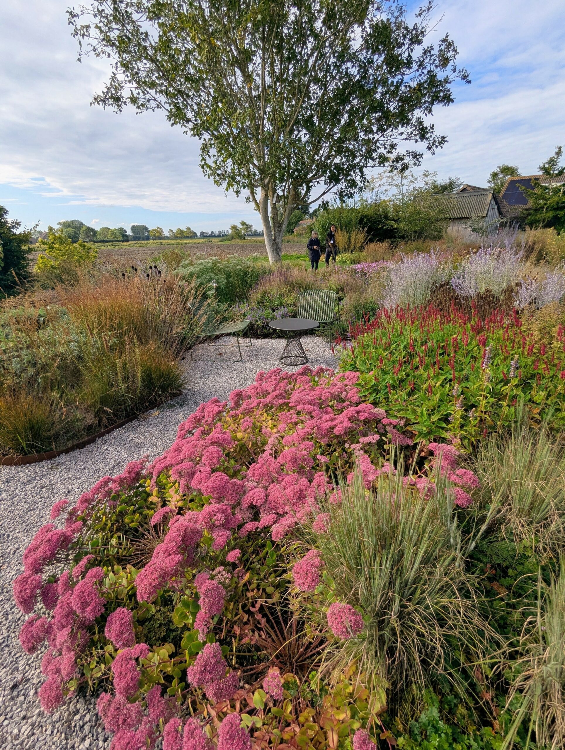 gravel path with pink sedum, red persicaria, and a seating area under a tree