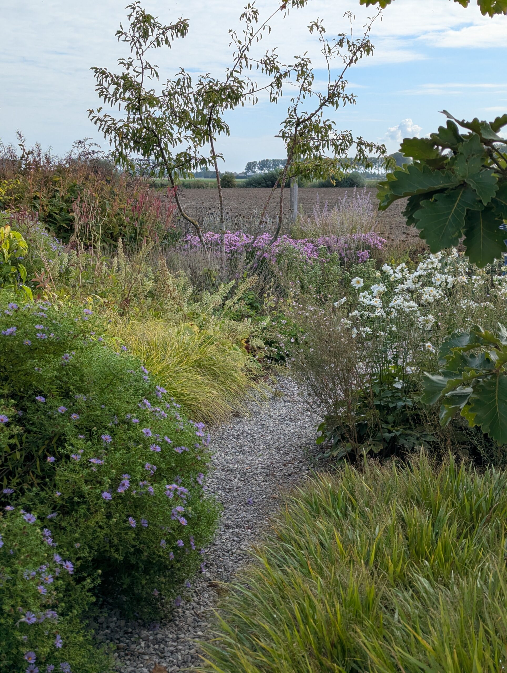 gravel path bordered by white anemones, purple asters, and ornamental grasses
