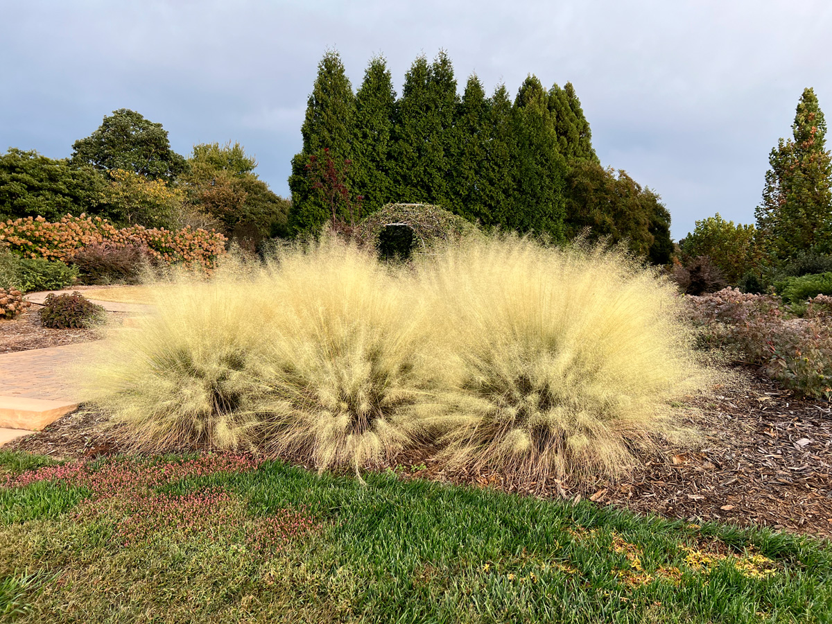 ‘White Cloud’ muhly grass