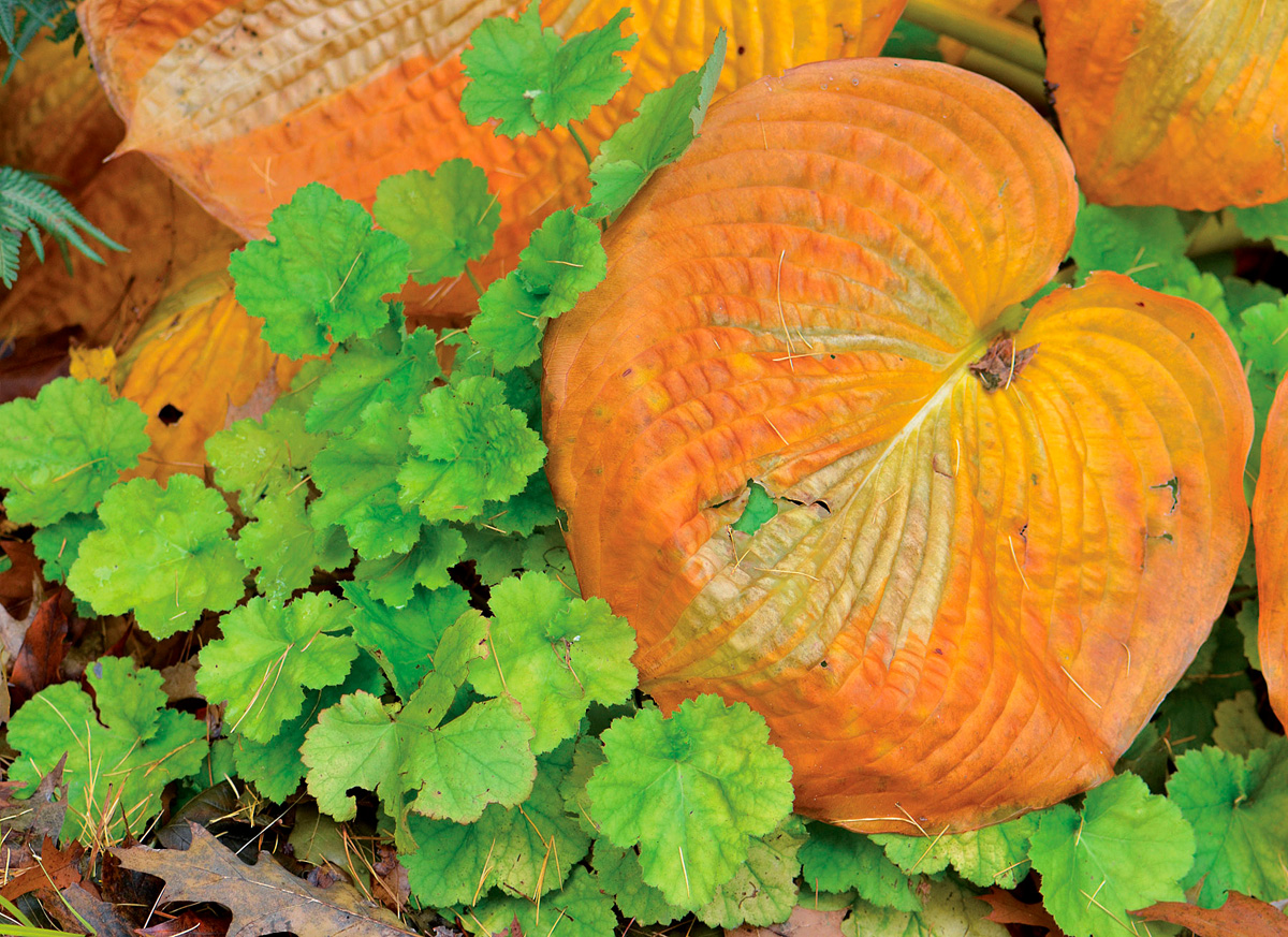 ‘Hudson Bay’ hosta (credit: Susan Martin)
