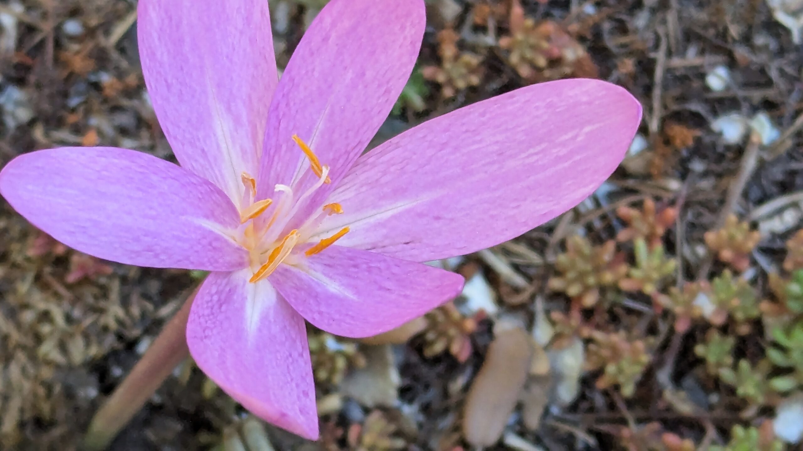Autumn crocus
