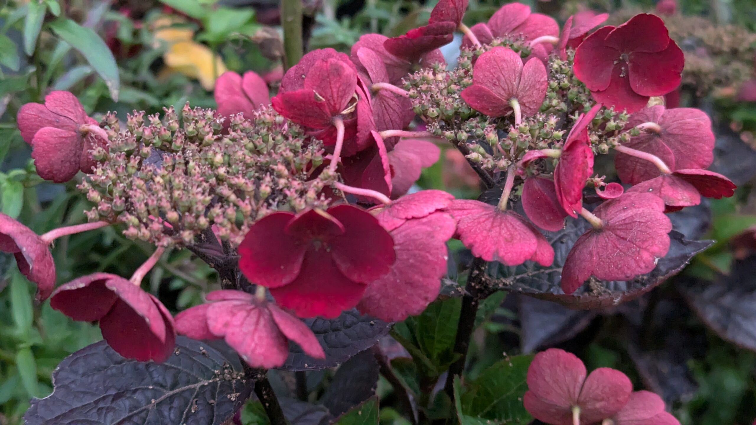 Pink Dynamo mountain hydrangea