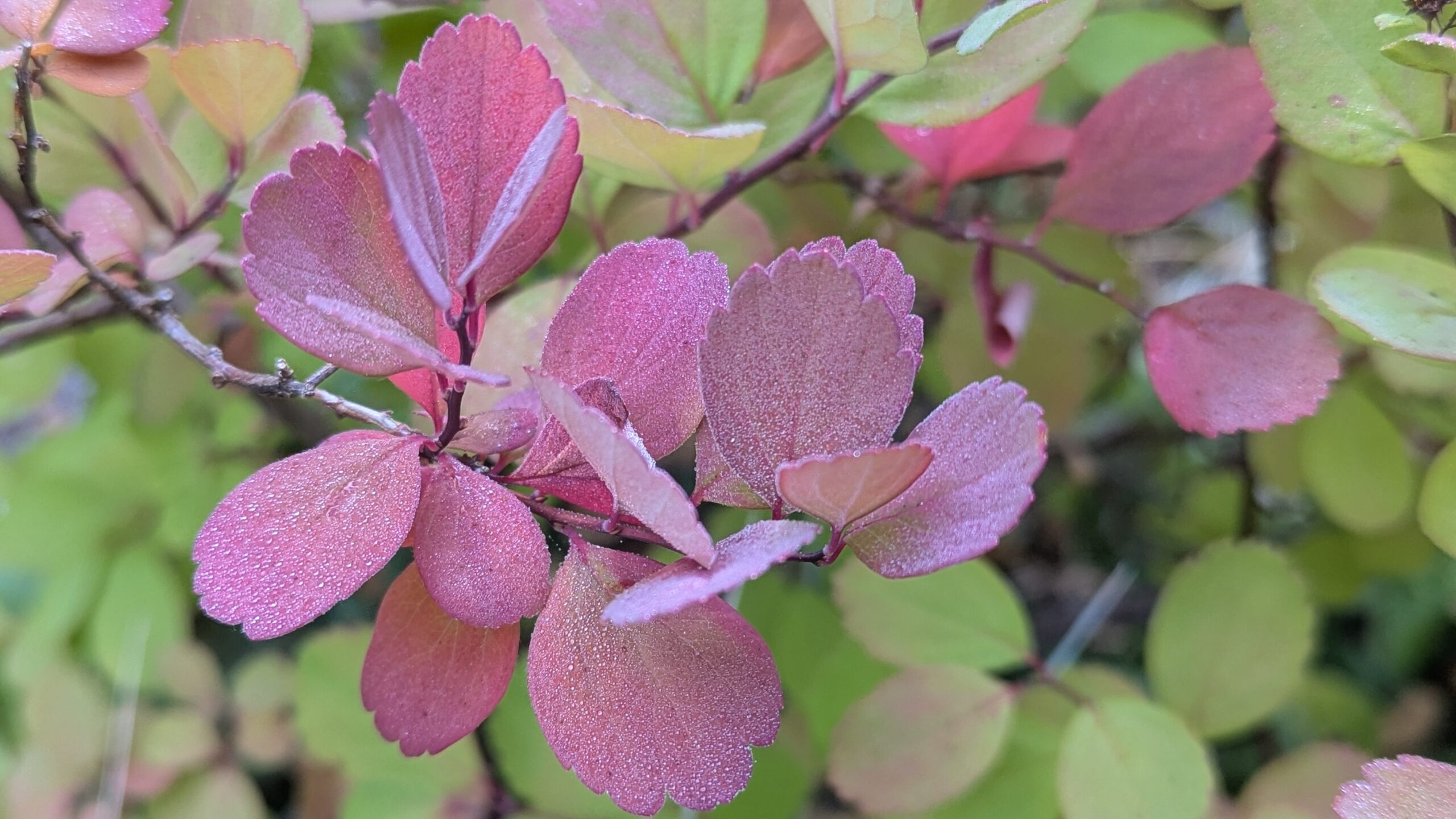 Glow Girl birchleaf spirea