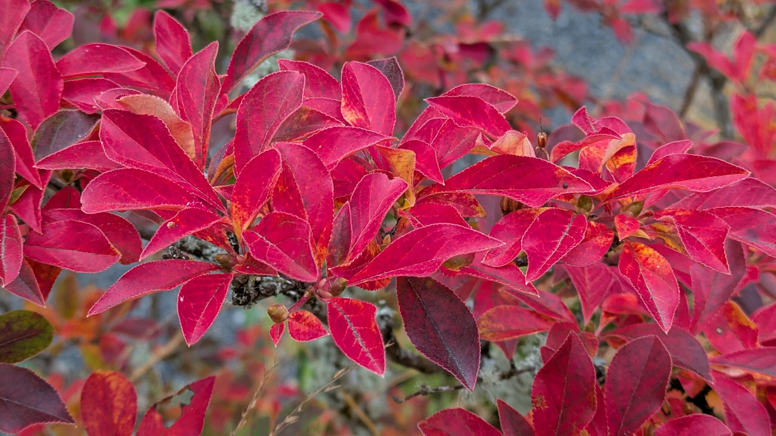 Redvein enkianthus
