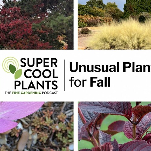 Episode 6: Unusual Plants for Fall - Fine Gardening