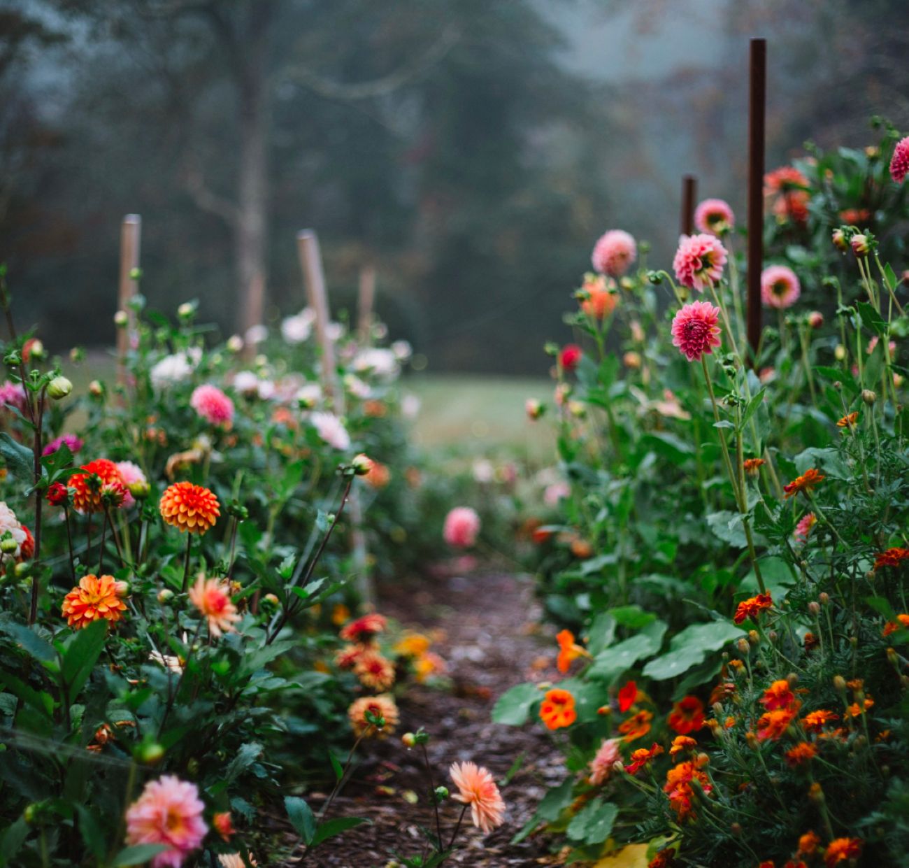 Orange, pink, and red dahlias growing along a narrow path through a cutting garden
