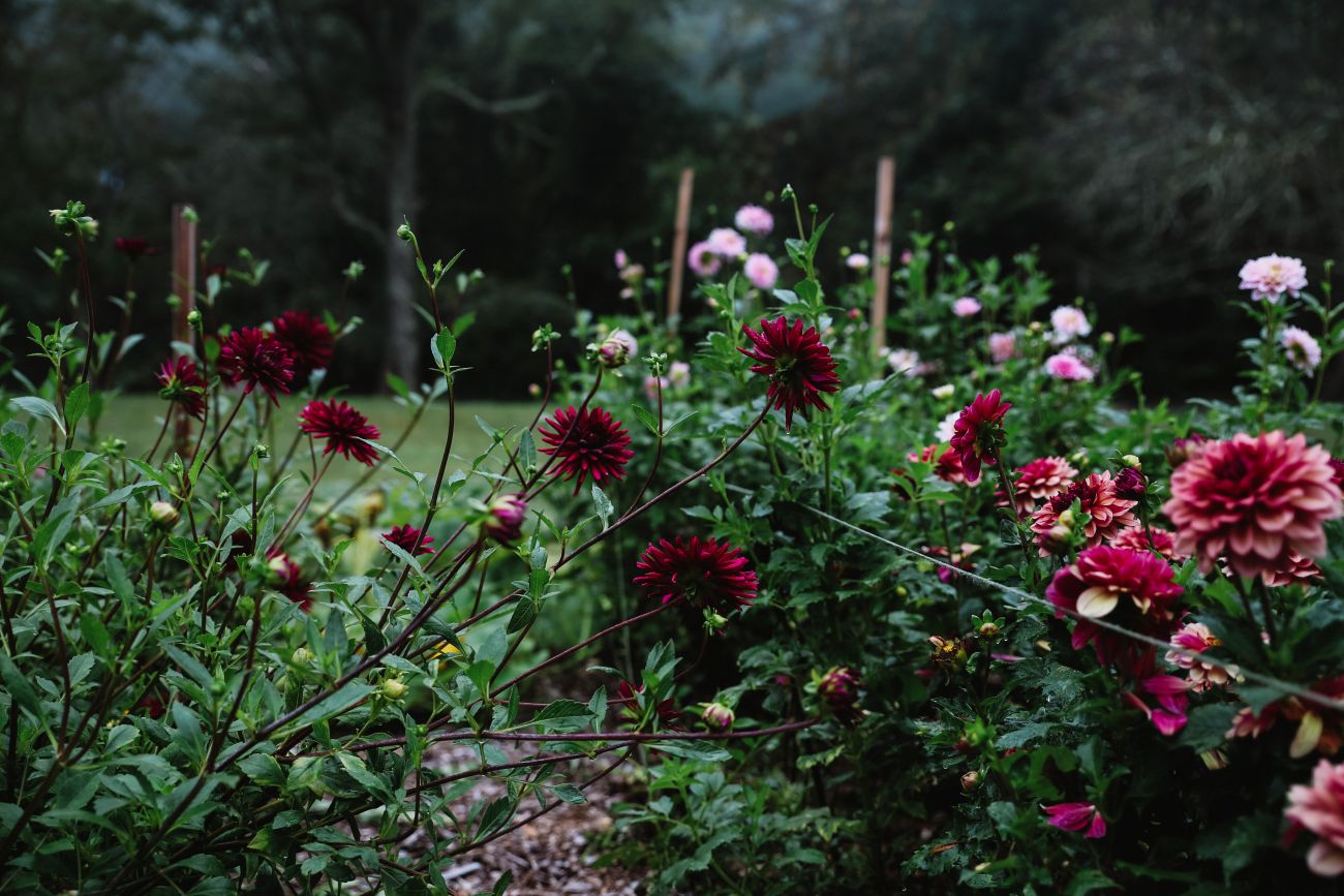 Burgundy and peach-pink dahlias blooming densely in a cutting garden.