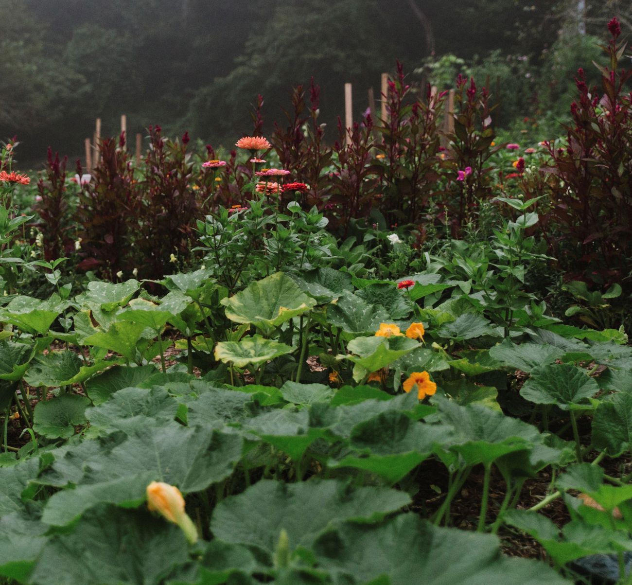 Pumpkin vines growing beneath orange and pink zinnias and burgundy celosia in a mixed flower and vegetable garden.
