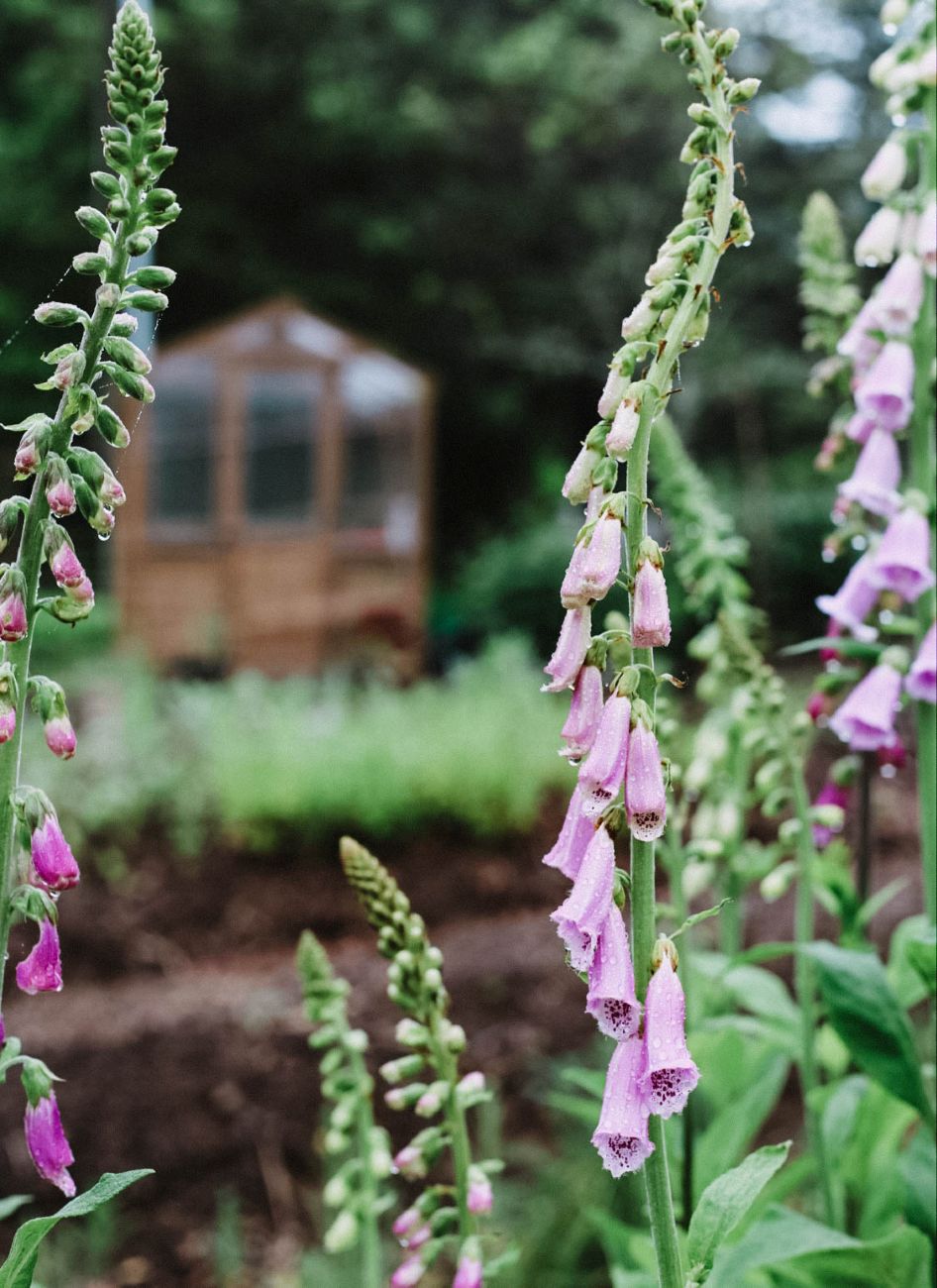 Tall pink foxglove flower spikes 