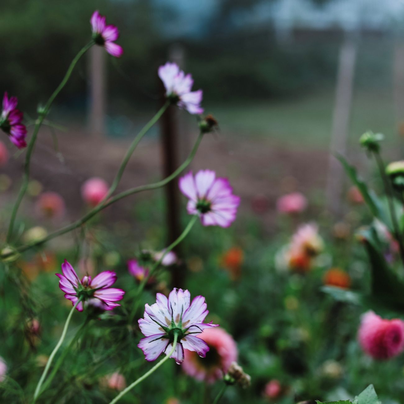 Cosmos, cutting garden