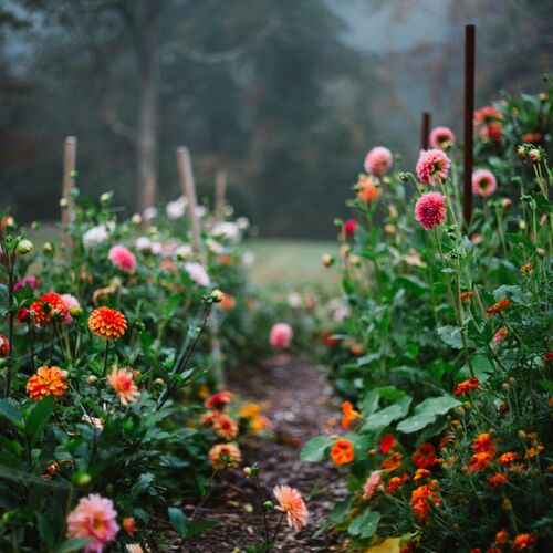 Rainy-Day Drama in a Connecticut Flower Garden - Fine Gardening