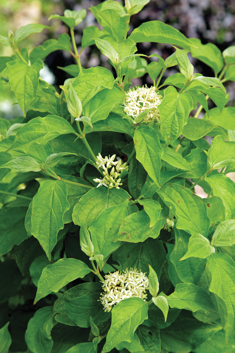 Cornus sericea blooms