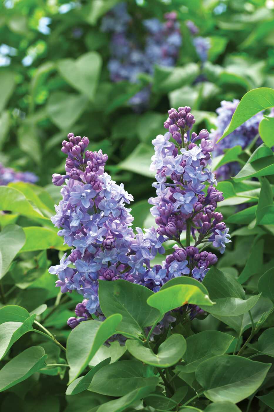 Syringa vulgaris blooms
