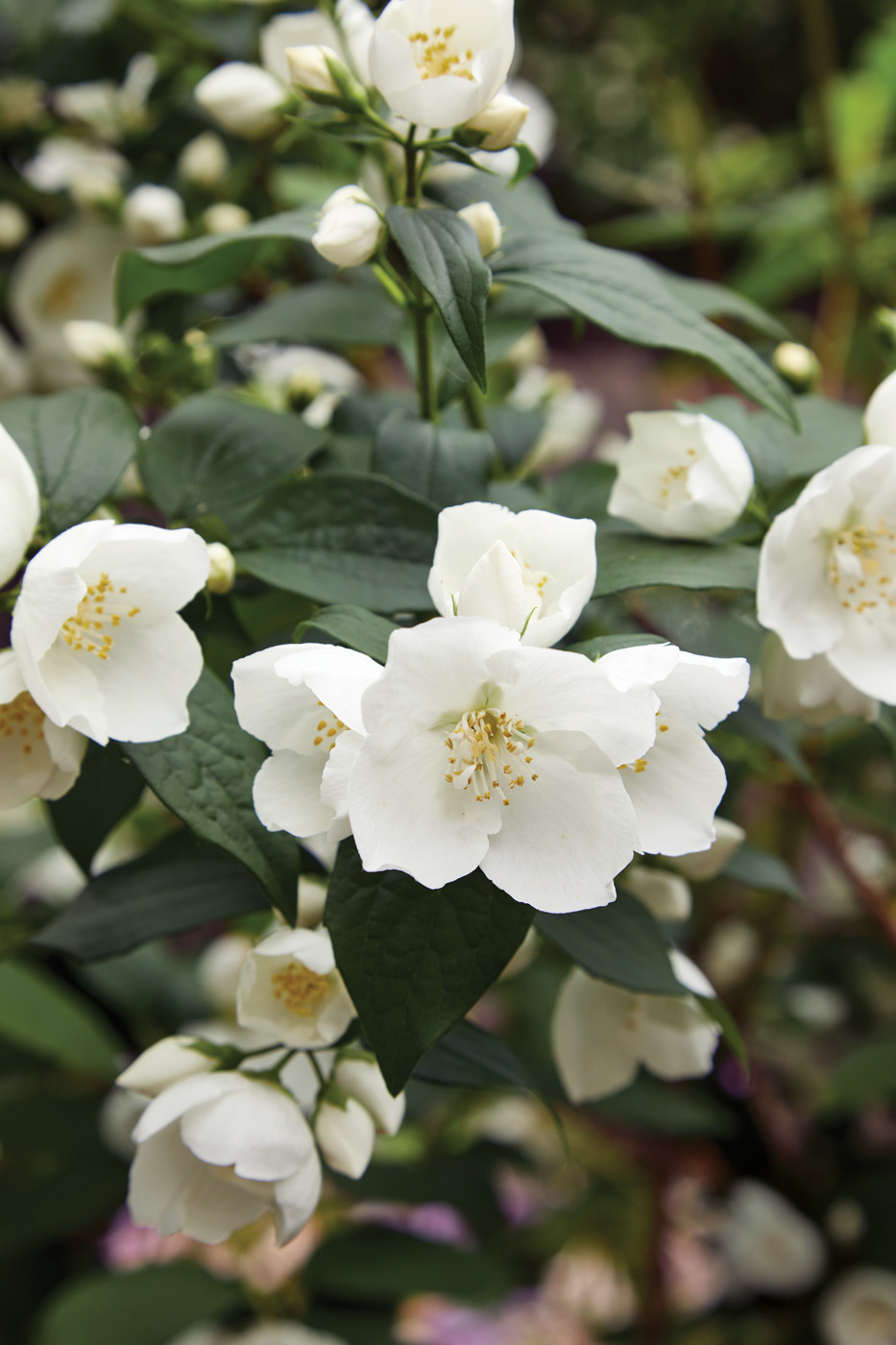 Philadelphus mock orange white blooms