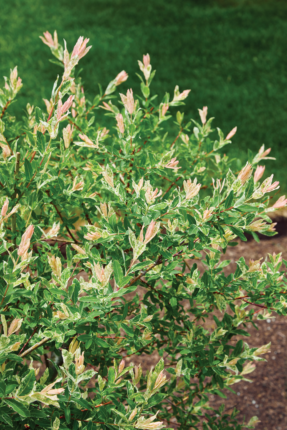 Salix integra 