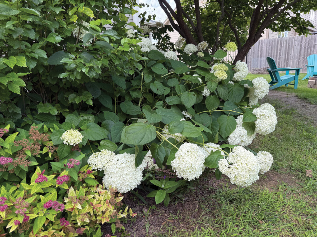 Smooth hydrangea 'Annabelle' with flopping stems