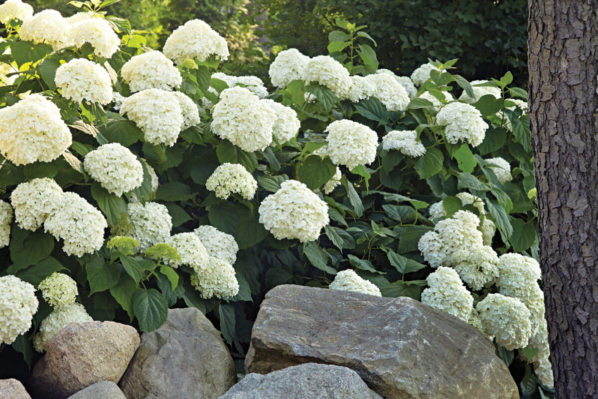 Smooth hydrangea 'Incrediball' in bloom