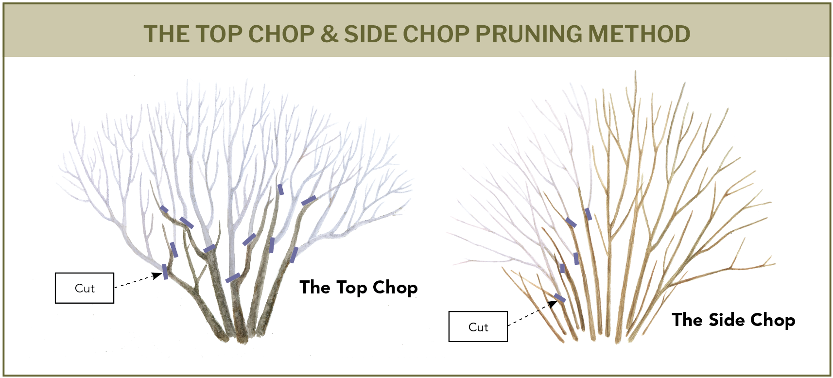 Top Chop and Side Chop Renewal pruning illustration by Fine Gardening Magazine