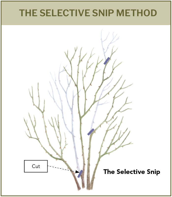 Selective pruning method illustration by Fine Gardening Magazine