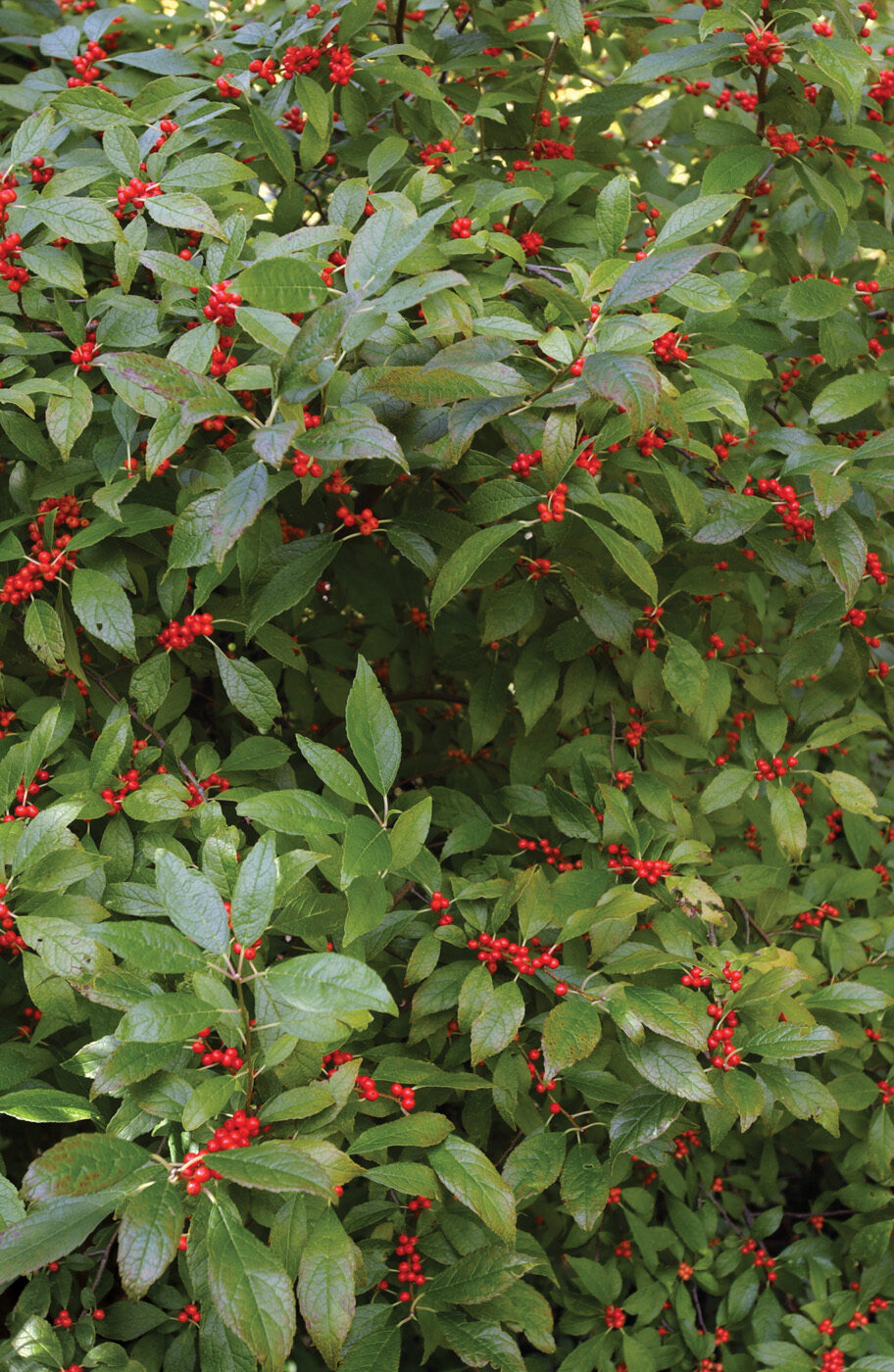 Ilex Holly photo by David McClure