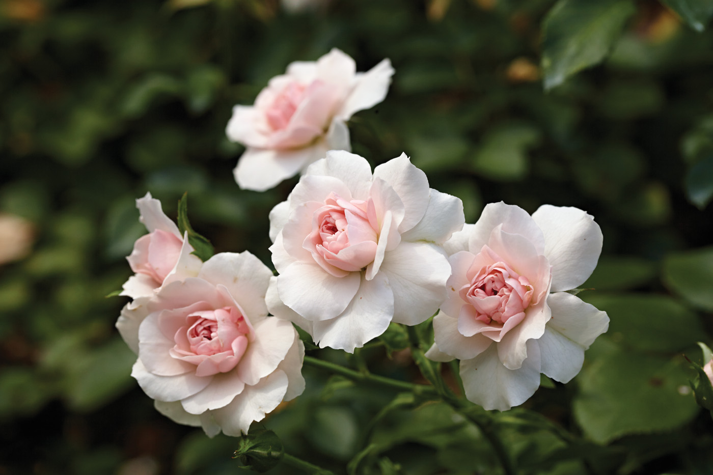 Shrub rose photo by Ryan Riley