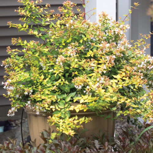 Abelia photo courtesy of Proven Winners ColorChoice