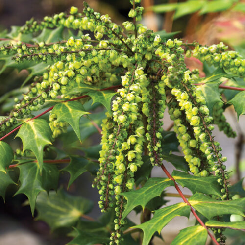 Mahonia photo by David McClure