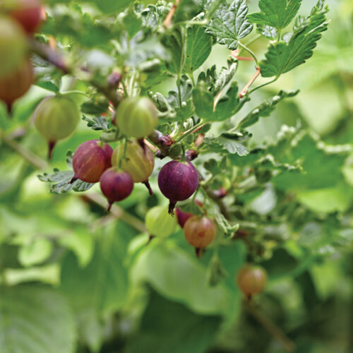 Ribes photo by Ryan Riley
