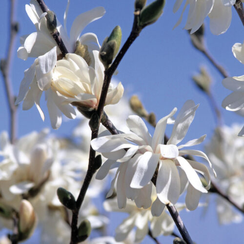 Multistem magnolia photo courtesy Bailey Nurseries