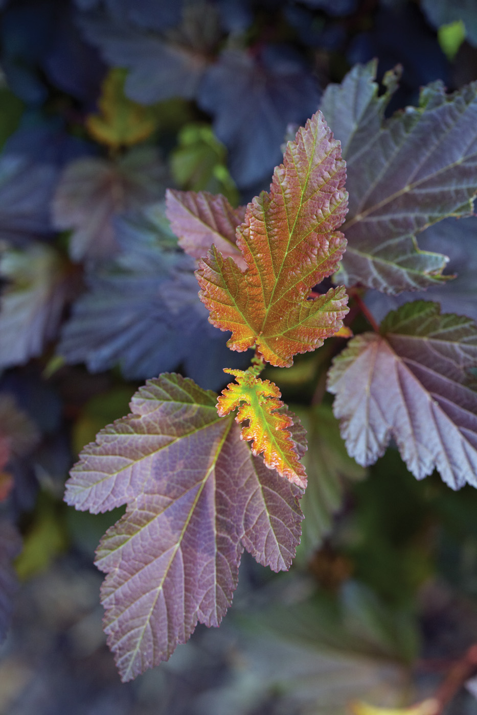 Physocarpus nicebark leaf close up Jack Coyier