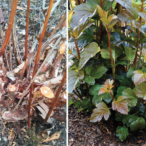 Do Your Shrubs Need Renewal Pruning? - Fine Gardening