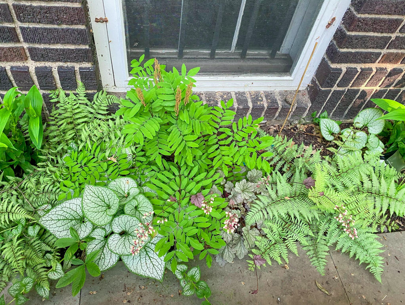 Brunnera, ferns, heuchera, and other shade plants layered beneath a window along a brick wall.
