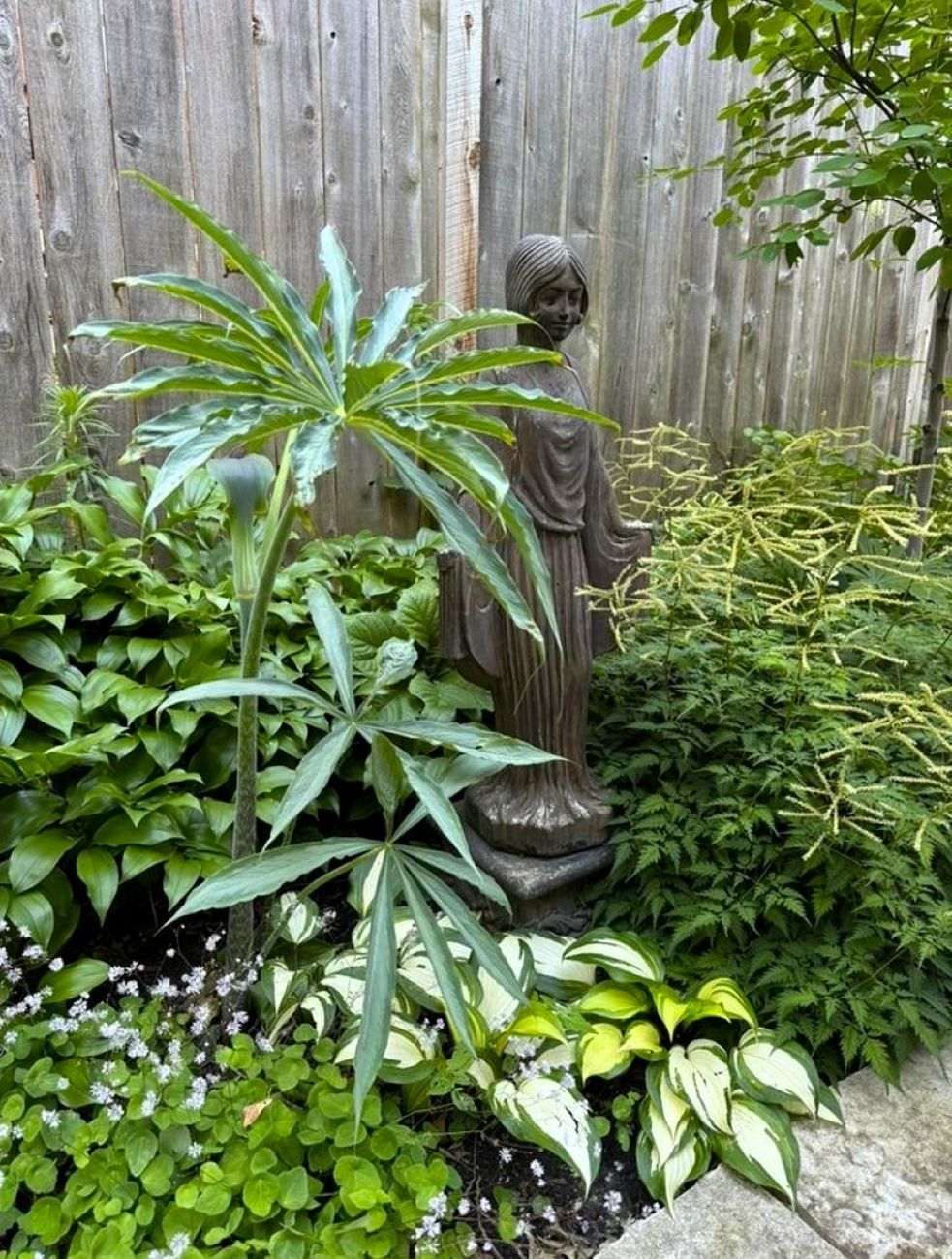 Arisaema consanguineum The Perfect Wave, garden statue, hostas, shade garden, foliage garden, layered planting