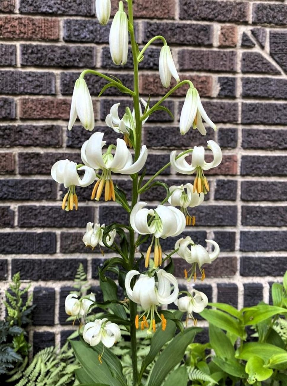 White martagon lily, Lilium martagon Album, shade garden, white flowers,