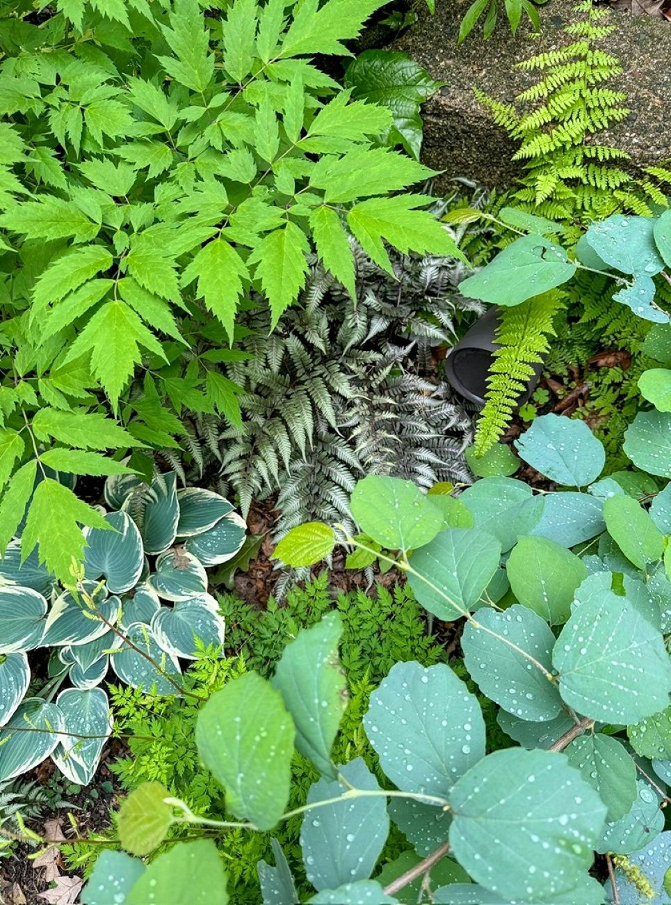 Hosta Blue Ivory with Actaea racemosa, japanese painted fern (unknown variety), Fothergilla Blue Shadow and Aruncus Guinea Fowl.