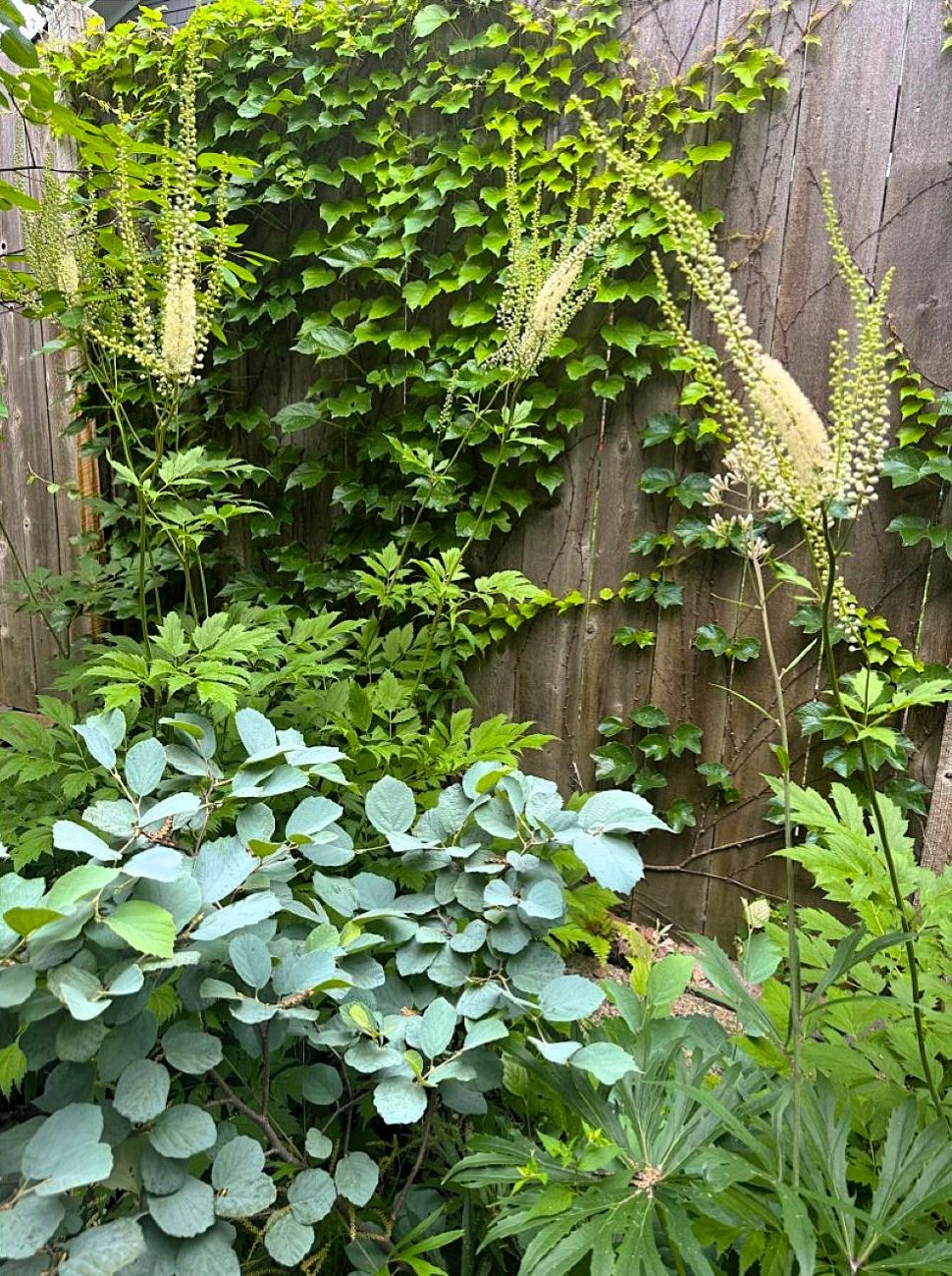 Actaea racemosa, black cohosh, fothergilla, umbrella plants, Arisaema The Perfect Wave, white flowers, shade garden, ivy-covered fence