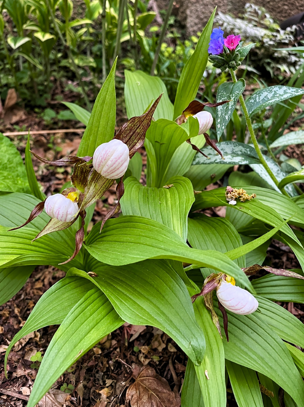 Gidget lady slipper
