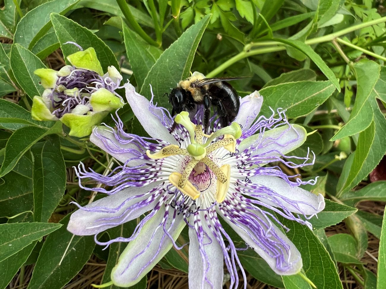 passion flower, passiflora, pollinators, bumblebee 