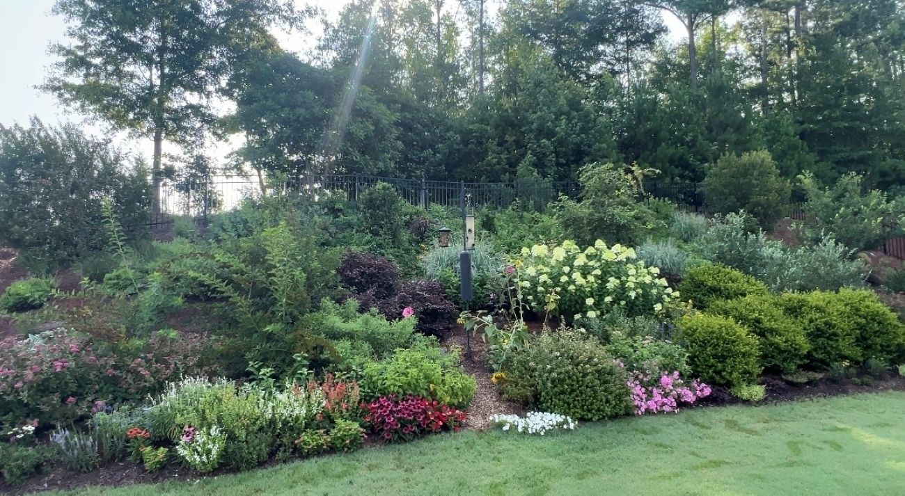 Bobo hydrangeas, Hydrangea paniculata, hillside garden, Atlanta garden, full-sun slope, layered garden beds