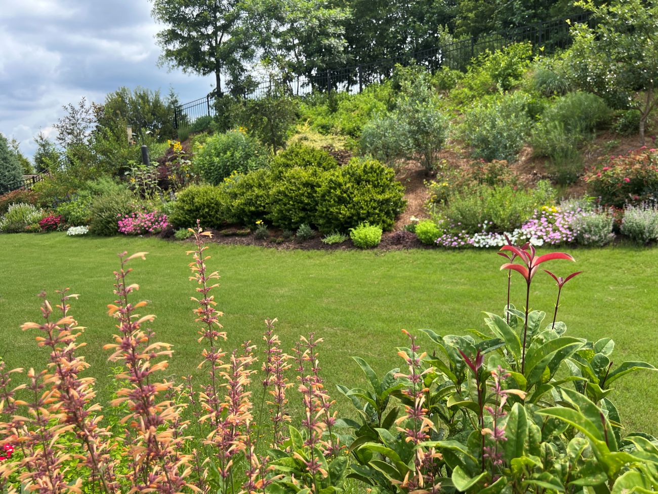 Queen Nectarine Agastache, Apricot Echo tea olive, hillside garden, pollinator garden, sunny slope, Atlanta garden