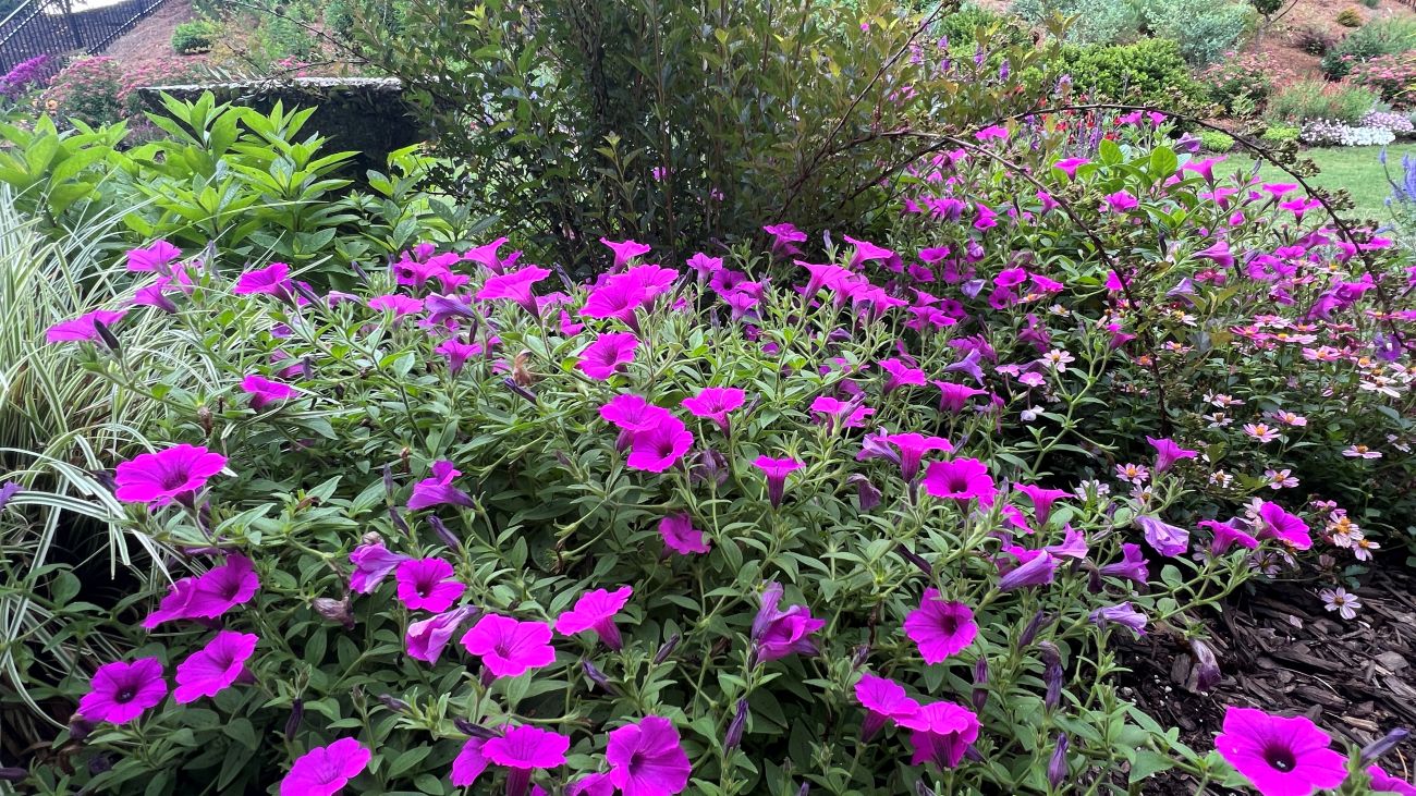 Supertunia Vista Jazzberry, petunia, purple annual flowers, hillside garden, summer border, Atlanta garden