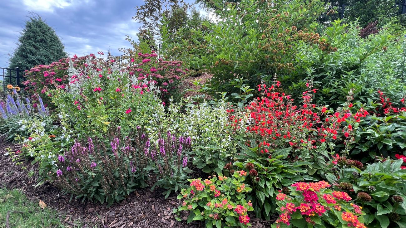 Summer Jewel Red salvia, lantana, veronica, annual flower border, pollinator garden, full-sun hillside