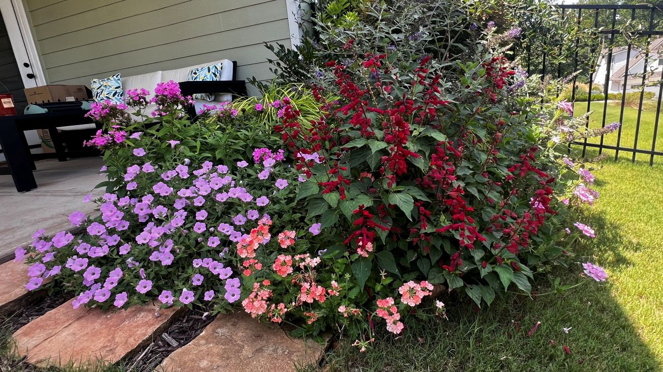 Supertunia Vista Cool Jazz, Superbena Peachy Keen, Saucy Red salvia, annual flower combination, pink red flowers, sunny garden