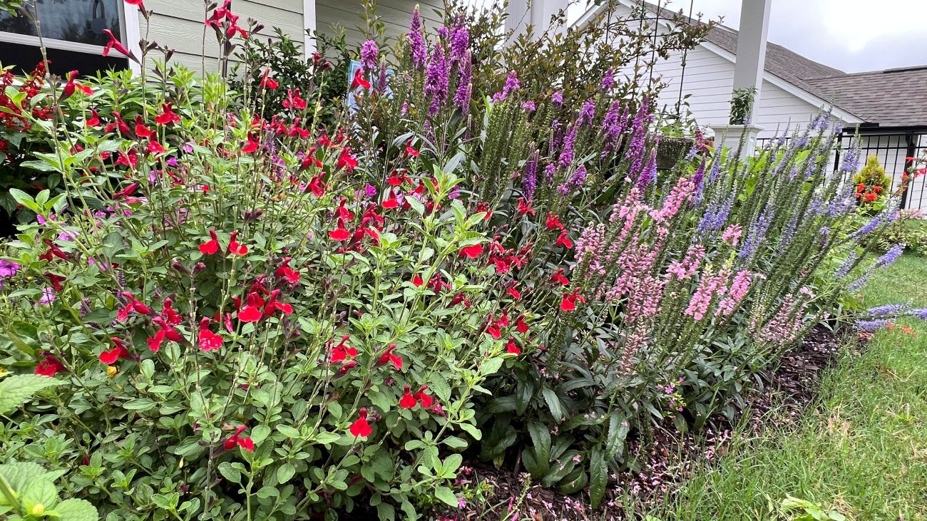 alvia greggii, autumn sage, veronica, speedwell, hillside garden, pollinator planting, sunny garden