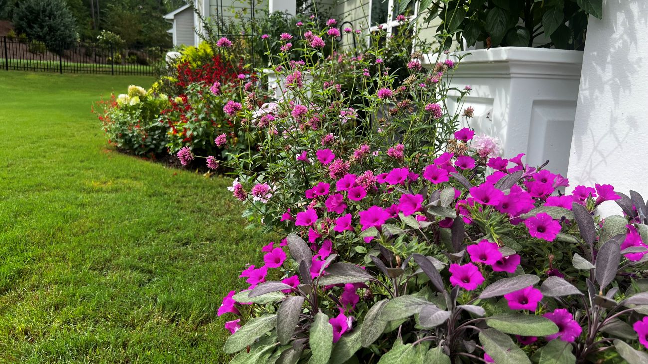 Annual flower borders, back porch garden, colorful summer annuals, hillside garden, Atlanta garden