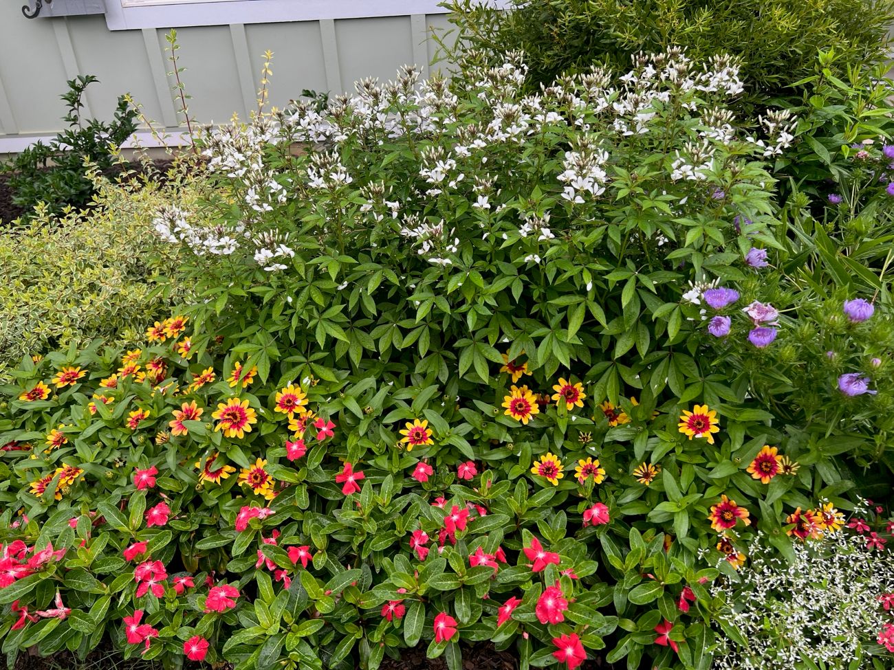 Vinca, zinnias, cleome, summer annual combination, colorful flower border, full-sun garden, Atlanta garden