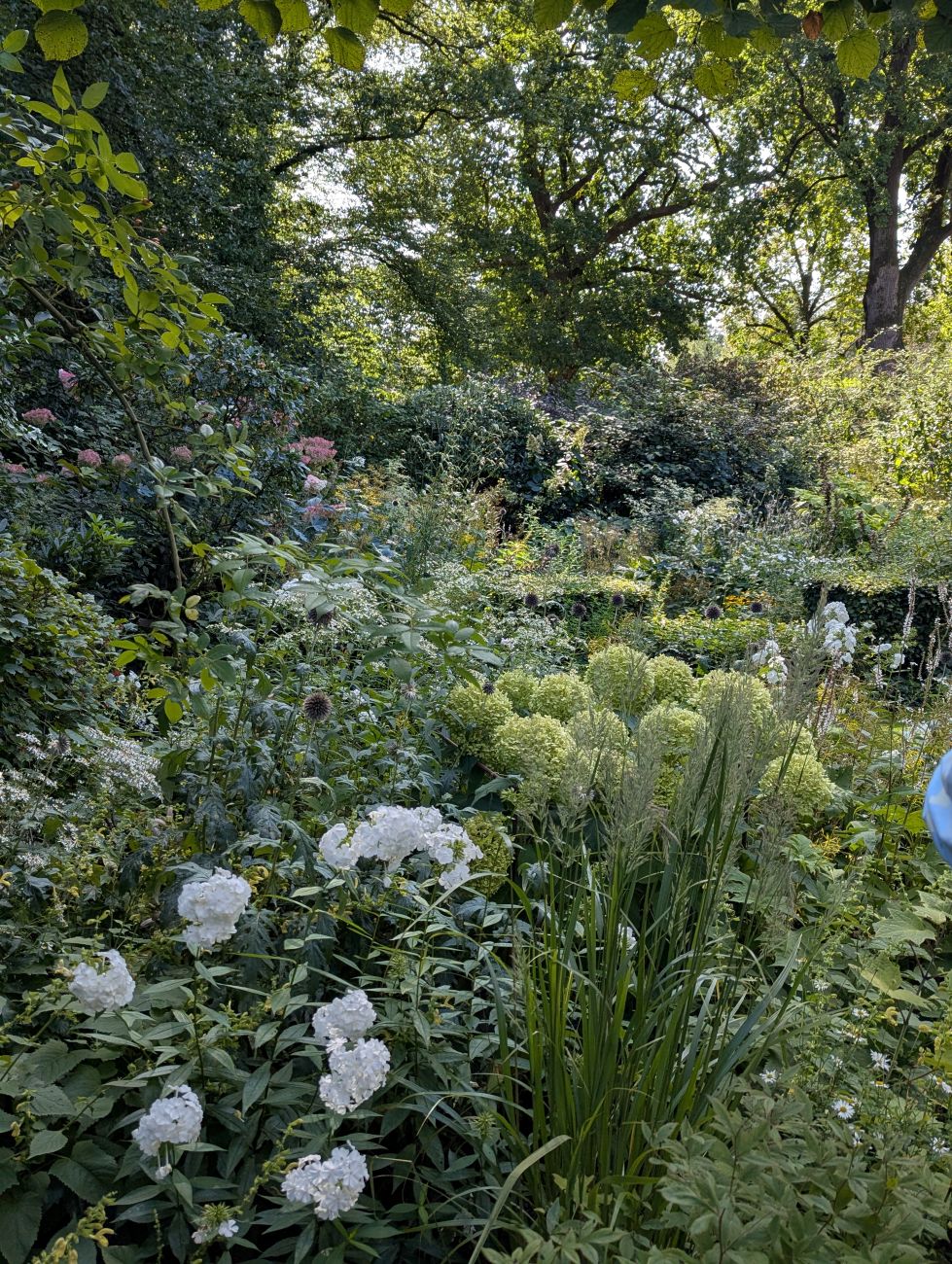 lush Dutch garden border, white flowers, ornamental grasses, seedheads, layered perennial garden, Netherlands garden