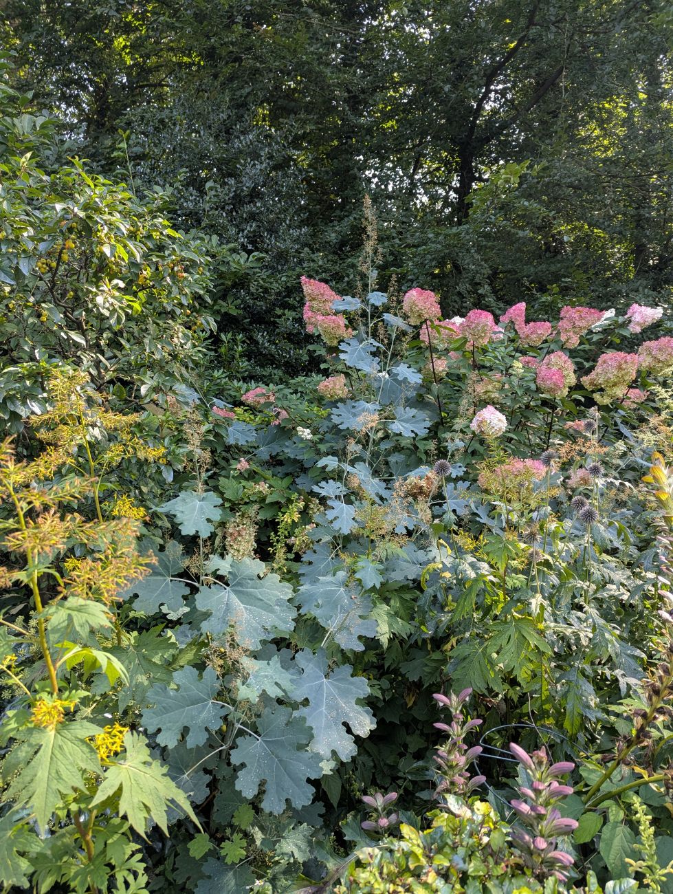 pink hydrangeas, blue-green foliage, seedheads, perennial border, cut flower garden, Netherlands garden