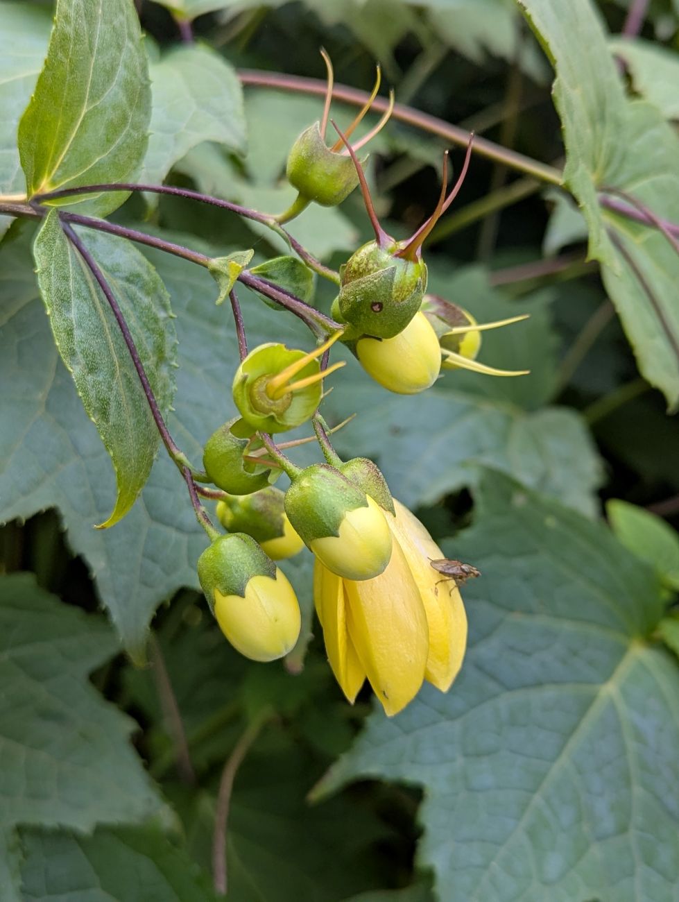 irengeshoma palmata, yellow wax bells, yellow flowers, broad foliage, shade garden, Dutch perennial garden