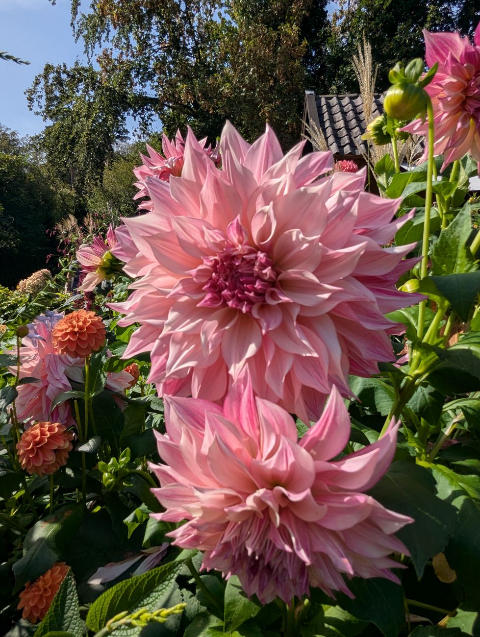 pink dahlias, Dahlia cvs., cutting garden, dahlia bed, natural branch supports, Netherlands garden